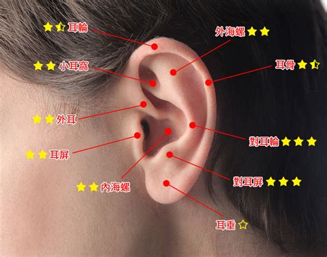 疼痛指數耳洞位置|耳洞位置、疼痛度及適合配戴的款式(2024年更新)